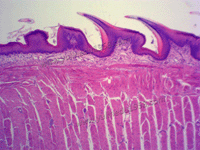 Tongue sec. (show intertal structure)