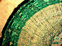 Exploring-fungi-prepared-slides